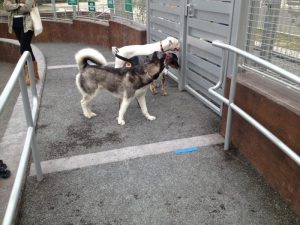 13649668965_c3fc82b424_o