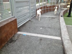 13649671005_84b2a98239_o