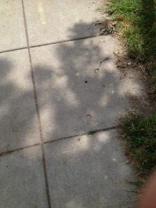 13655694324_dfd629135f_o