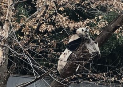 Smithsonian’s National Zoo Asia Trail