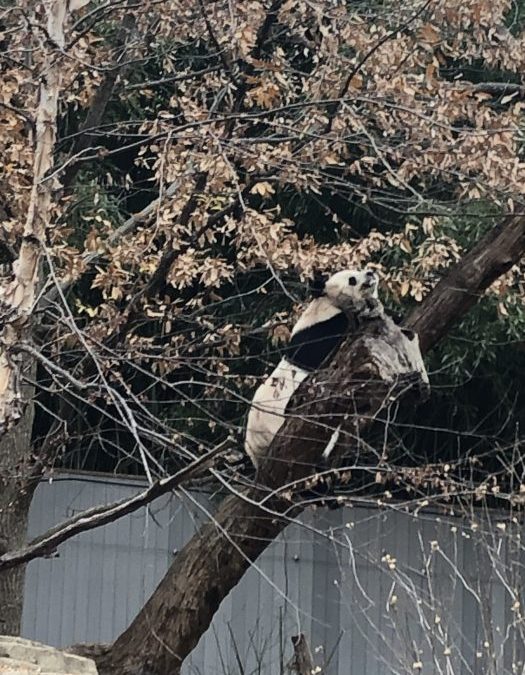 Smithsonian’s National Zoo Asia Trail