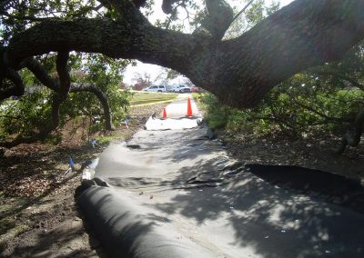 Bicentennial Live Oak Renovations 088