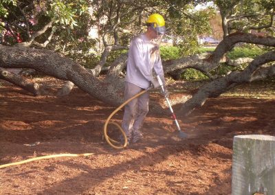 Bicentennial Live Oak Renovations 095