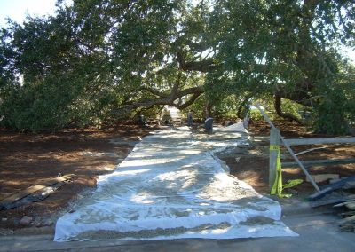 Bicentennial Live Oak Renovations 193