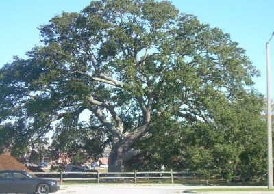 Bicentennial Oak Construction Phase 001