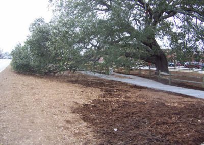 Bicentennial Oak Post Construction 2