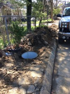 Flower 2020-03-30 11.15.21 copy