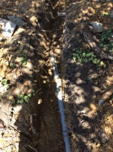 Flower 2020-03-30 12.30.46 copy