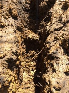 Flower 2020-03-30 14.07.53 copy