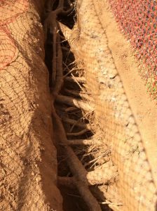 Flower 2020-04-03 15.28.49 copy