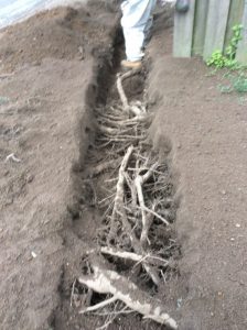 Flower 2020-04-08 13.12.55 copy