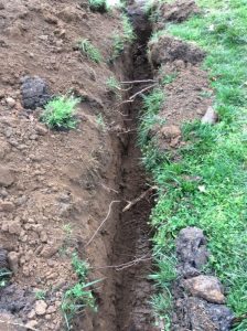 Flower 2020-04-09 08.24.27 copy