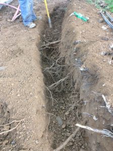 Flower 2020-05-08 08.35.09 copy