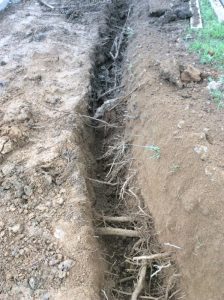 Flower 2020-05-08 09.52.03 copy