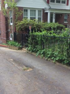 Flower 2020-05-08 13.20.06 copy