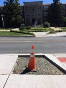 Flower 2020-07-29 10.58.11 copy