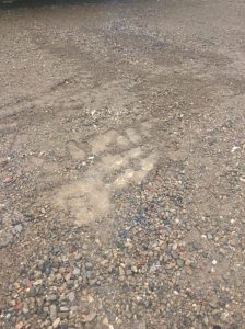 GBCC 2017-05-22 12.52.59 copy