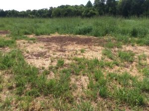 Manassas 2019-06-25 10.45.46 copy