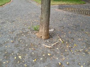 founders-park-trail_8425908560_o
