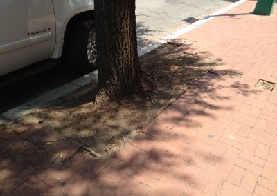 i-street-synagogue-tree-surrounds_8424587281_o