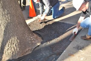 matchbox-tree-surround_8424212927_o