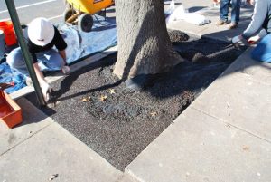 matchbox-tree-surround_8425302378_o