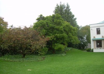 tree preservation project - high end residential in DC 5