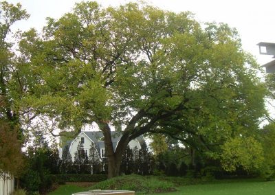 tree preservation project - high end residential in DC 6