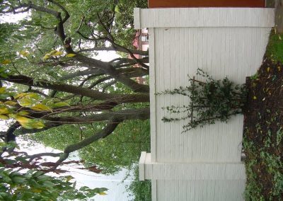 tree preservation project - high end residential in DC 8