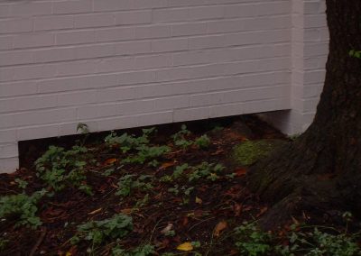 tree preservation project wall over roots - high end residential in DC 3