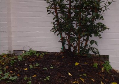 tree preservation project wall over roots - high end residential in DC